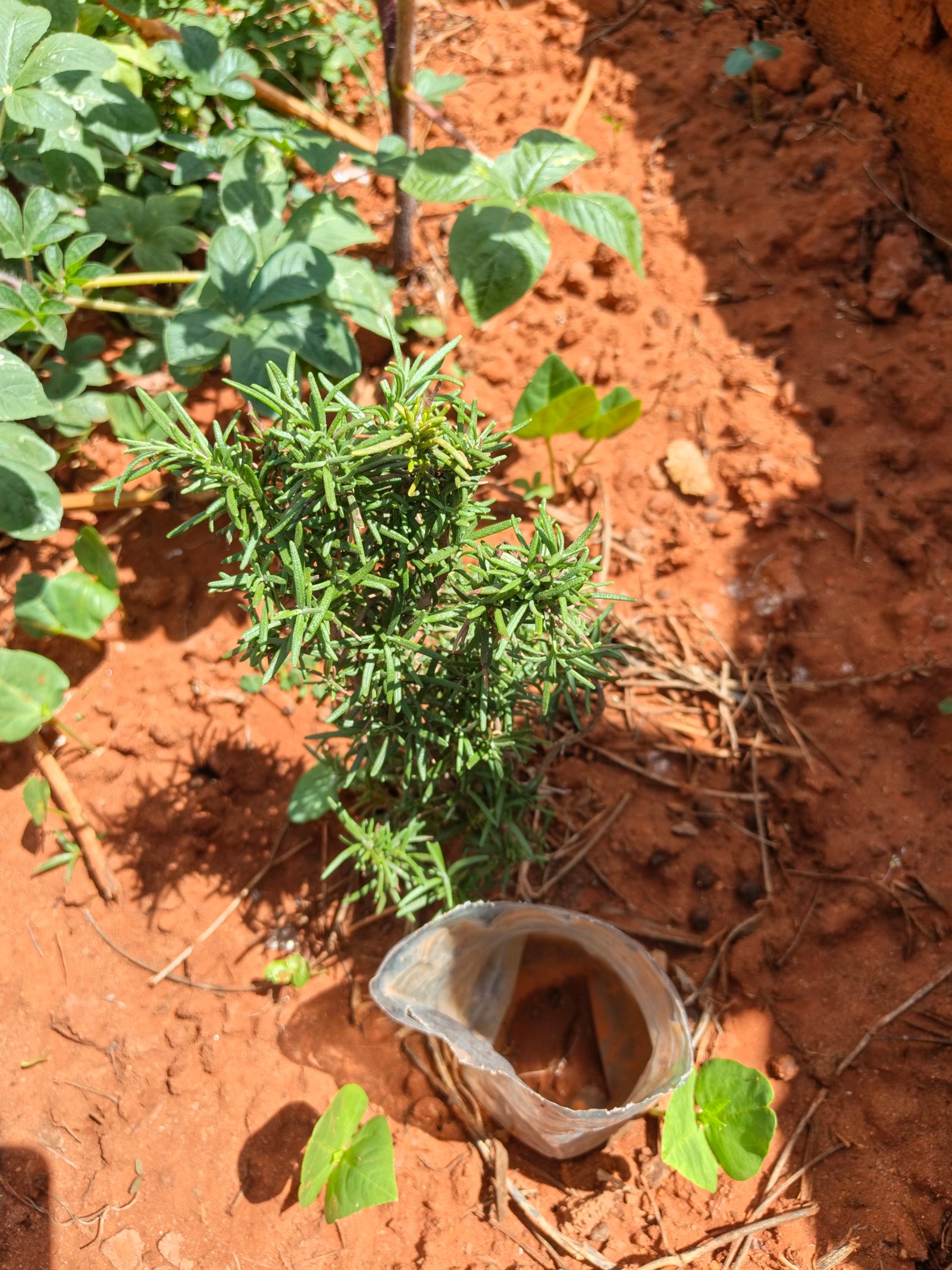 Growing Faith, Growing Food: Our Keyhole Garden in Ikutha