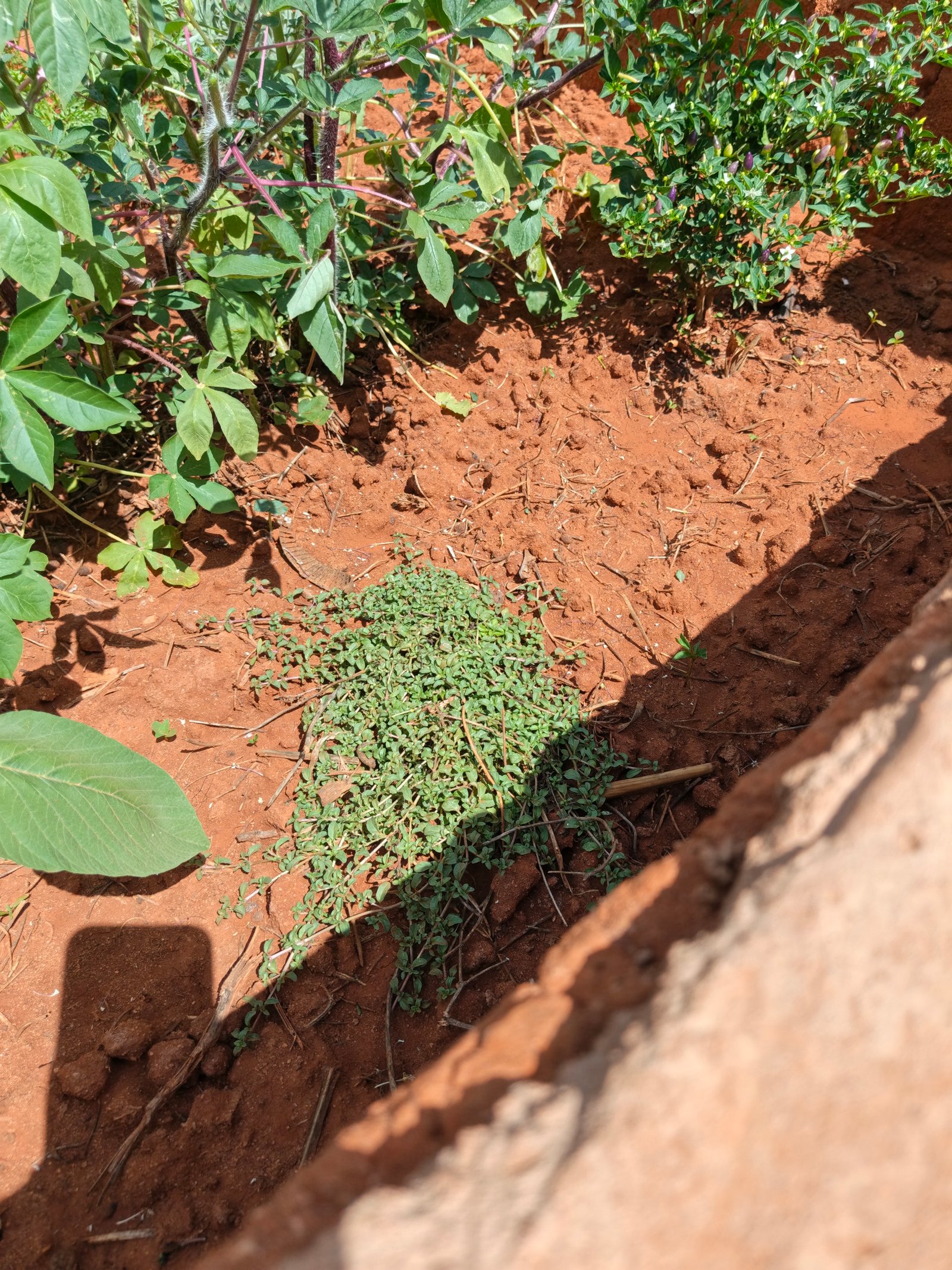 Growing Faith, Growing Food: Our Keyhole Garden in Ikutha