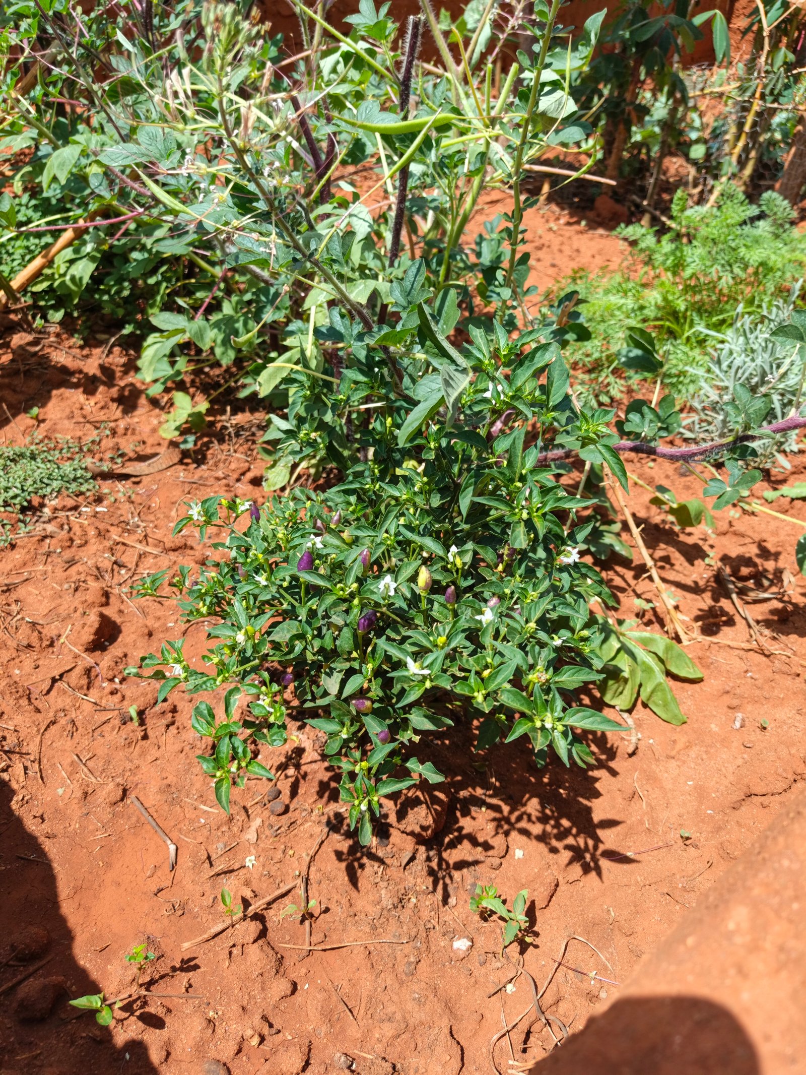 Growing Faith, Growing Food: Our Keyhole Garden in Ikutha