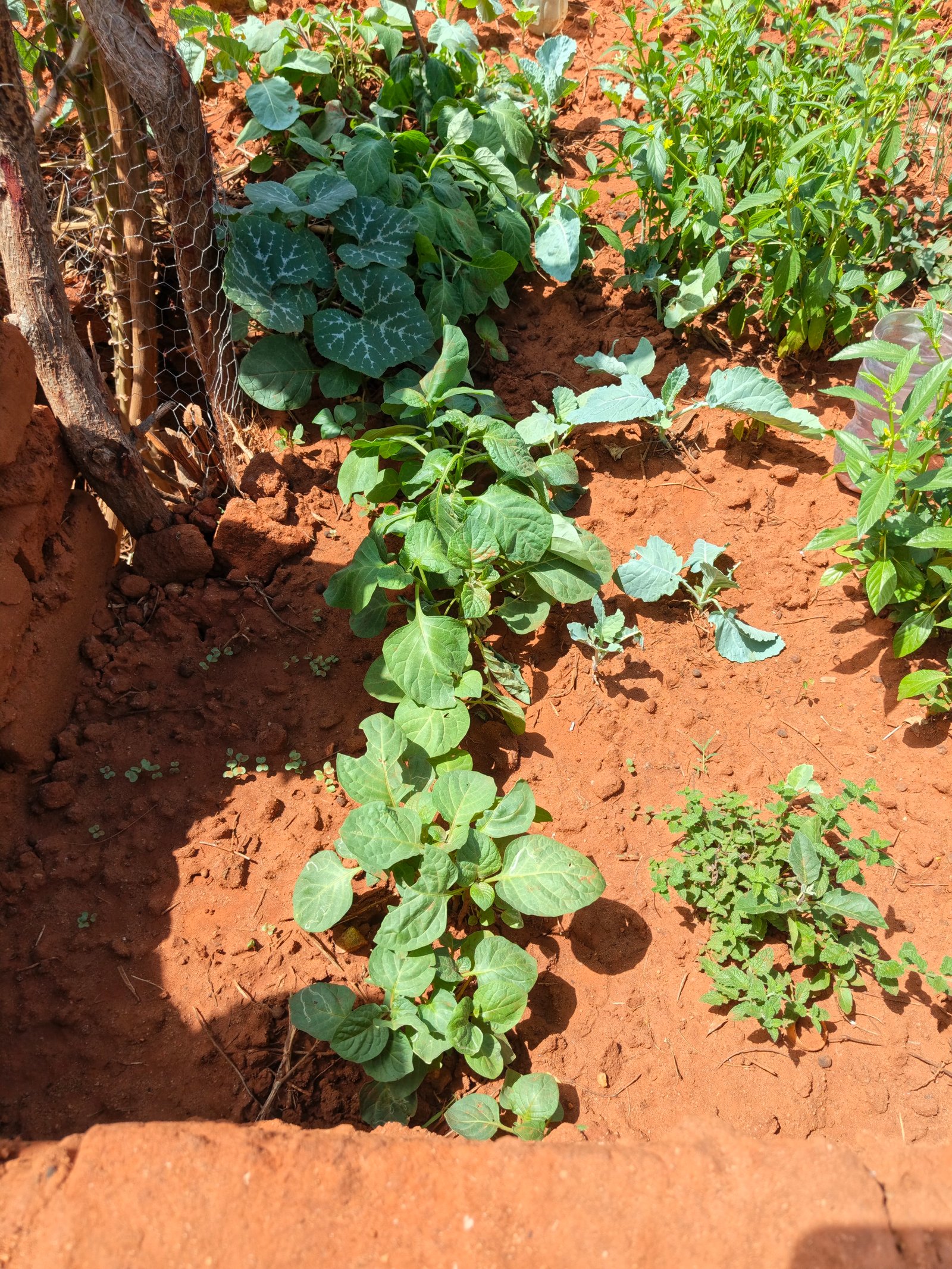 Growing Faith, Growing Food: Our Keyhole Garden in Ikutha