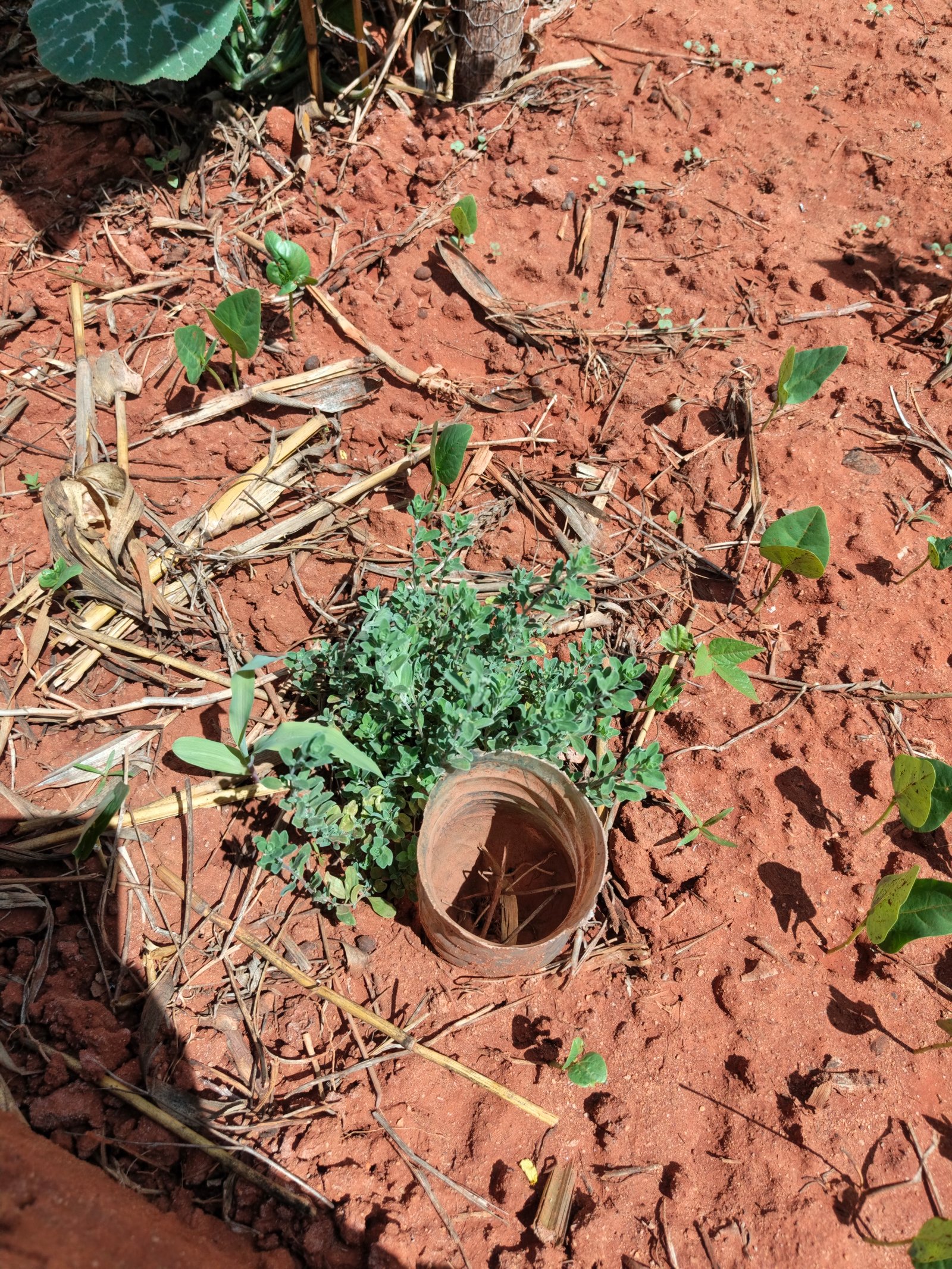 Growing Faith, Growing Food: Our Keyhole Garden in Ikutha